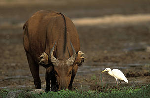 Forest buffalo, Syncerus c. nanus, and egret. Dzanga-Sangha Special Reserve.Central African ...
© R.Isotti, A.Cambone - Homo ambiens / WWF
© R.Isotti, A.Cambone - Homo ambiens / WWF