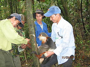 Forest Guards of the Hue Saola NR release a Red-Shanked Douc (Pygathrix nemaeus) caught in a snare.
© WWF
© WWF