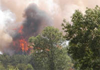 Forest fire, south of France, July 2003.
© WWF / Michel Gunther
© WWF / Michel Gunther