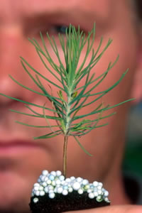 An FSC certified seedling from an FSC certified nursery in Sweden.