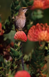 Cape sugarbird, endemic to fynbos region and main pollinator of proteaceae flowers, Republic of South Africa. © WWF / Martin HARVEY Cape sugarbird, endemic to fynbos region and main pollinator of proteaceae flowers, Republic of South Africa.