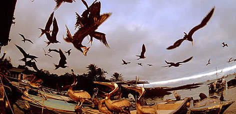 Magnificent Frigatebirds (Fregata magnificens) in flight, and Brown Pelicans (Pelecanus ...
© WWF / Homo ambiens / R. Isotti - A.Cambone Magnificent Frigatebirds (<i>Fregata magnificens</i>) in flight, and Brown Pelicans ... rel=