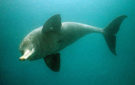 River Dolphin image, Pics of River Dolphin , River Dolphin photos free, River Dolphin photos free, River Dolphin pictures gallery