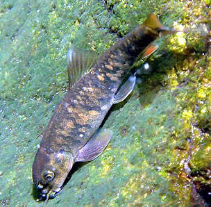 Gara Fish, Wadi Wurayah.
© EWS-WWF
© EWS-WWF