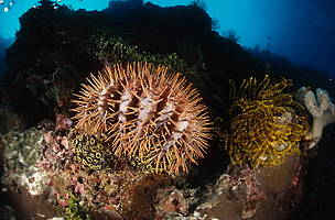 Crown of thorns seastars (<i>Acathaster planci</i>) can occur in plague proportions, eating all live coral in their path, and are drastically reducing the size and viability of Australia's Great Barrier Reef. The Crown-of-thorns are most active in summer and are the only known venomous sea star.