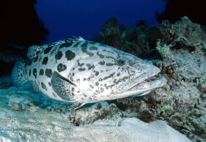 Potato cod (Epinephelus tukula), Great Barrier Reef Marine Park, Queensland, Australia.
© WWF / Jürgen FREUND Potato cod (<i>Epinephelus tukula</i>), Great Barrier Reef Marine Park, Queensland, ...
© WWF / Jürgen FREUND