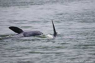 Irrawaddy dolphins playing in the Mekong river in northern Cambodia's Kratie province
© Gerard Ryan / WWF-Cambodia
© Gerard Ryan / WWF-Cambodia