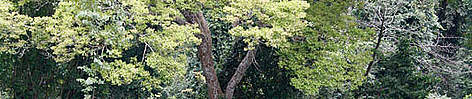 A tree in Kakum National Park tropical rainforest, situated about 60 km from the coast of western ...
© Hartmut JUNGIUS / WWF A tree in Kakum National Park tropical rainforest, situated about 60 km from the coast of western ... rel=