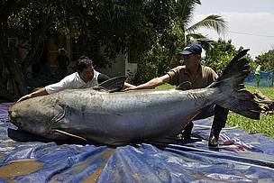 Giant Catfish Pangasianodon gigas.