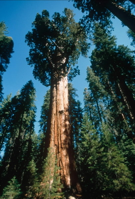 Giant redwood Giant redwood "Gen. Sherman", the World's largest tree, Sequoia National Park, ...
© WWF / Edward PARKER