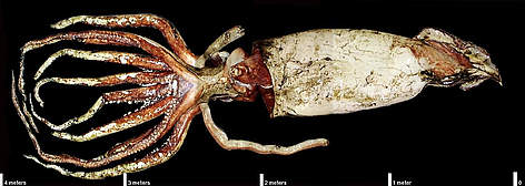 Giant Squid. Photo taken at the National Institute of Water and Atmospheric Research - NIWA, Greta ...
© NASA rel=