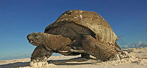 Aldabra giant tortoise (Geochelone gigantea) walking on the beach, Cousine Island, Seychelles. ...
© WWF / Martin HARVEY Aldabra giant tortoise (<i>Geochelone gigantea</i>) walking on the beach, Cousine ... rel=