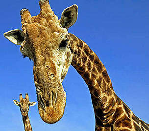 Cape or Southern Giraffe (Giraffa camelopardalis giraffa). Adult males can be 18 feet or 5.4 meters ... / ©: WWF-Canon / Martin HARVEY Cape or Southern Giraffe (<i>Giraffa camelopardalis giraffa</i>). Adult males can be 18 ... / ©: WWF-Canon / Martin HARVEY