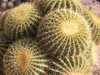 Golden barrel cactus. Tucson, Arizona, US. © WWF / Jo Benn Nursery-grown Golden Barrel Cactus (Echinocactus grusonii), Tucson, Arizona, US.