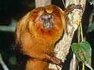 The golden lion tamarin (Leontopithecus rosalia) is just one of the unique inhabitants of the Atlantic Forest.