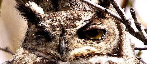 Great horned Owl (Bubo virginianuson a diurnal perch. Santa Cruz Province, Patagonia, Argentina.
© WWF / Michel GUNTHER rel=