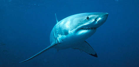 Great white shark (Carcharodon carcharias).
© WWF / Wildlife Pictures / Jêrome Mallefet Great white shark (<i>Carcharodon carcharias</i>. rel=