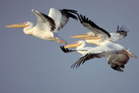 Great white pelicans, Danube Delta, Ukraine. © WWF / Anton Vorauer Great white pelicans (Pelecanus onocrotalus), Danube Delta, Ukraine.
