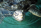 Thousands of female green turtles (Chelonia mydas)lay their eggs each year on the beaches of Guinea Bissau's João Vieira-Poilão National Park.