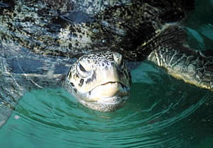 Green turtles have long played a significant, symbolic role in traditional Indonesian Hindu rituals ...
© WWF / Martin Harvey
© WWF / Martin Harvey