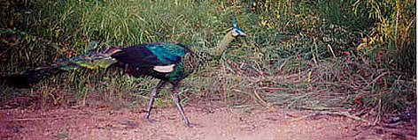 Green peafowl caught by a camera trap / ©: WWF-Canon Green peafowl caught by a camera trap rel=