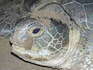 Green turtle nesting
© Carlos Drews/WWF LAC
© Carlos Drews/WWF LAC
