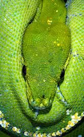 Green tree python (Morelia viridis) - Arboreal rainforest species, Australia.
© WWF / Martin HARVEY
© WWF / Martin HARVEY