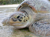 An ecotourism venture based around protected marine turtles nesting in Costa Rica's Tortuguero ...
© WWF / Jason RUBENS
© WWF / Jason RUBENS