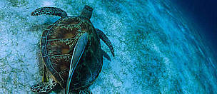 Common green turtle (Chelonia mydas) swimming on ground with remora fish on its back.
Indo Pacific ...
© WWF / Jürgen FREUND
© WWF / Jürgen FREUND