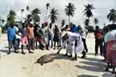 Local people on Utende beach, examine a Green turtle that was accidentally caught in fishing gear ...
© WWF / Peter DENTON Local people on Utende beach, examine a Green turtle that was accidentally caught in fishing gear ...
© WWF / Peter DENTON