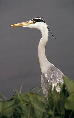 Grey heron
Ardea cinerea
Poland. / ©: WWF / Fred F. HAZELHOFF / ©: WWF / Fred F. HAZELHOFF