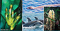 A few remarkable species of the Mediterranean © WWF,SAD AFAG, OEC A few remarkable species of the Mediterranean