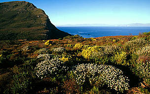 Fynbos, South Africa: an ecoregion
© WWF / Martin HARVEY Mountain fynbos endemic vegetation of the Cape floral kingdom Cape Peninsula National Park, Western ...
© WWF / Martin HARVEY