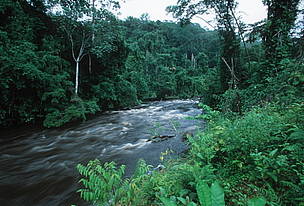 Tropical Rain Forest. Vegetation on riverbank - moist forest of the Western Congo Basin at the edge ... / ©: WWF-Canon / Martin HARVEY Tropical Rain Forest. Vegetation on riverbank - moist forest of the Western Congo Basin at the edge ... / ©: WWF-Canon / Martin HARVEY