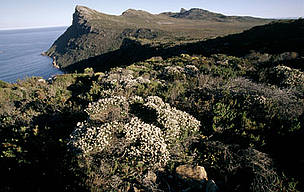 Fynbos vegetation can be found throughout Table Mountain National Park, Western Cape, South Africa.
© WWF / Martin HARVEY Cape Peninsula National Park Table Mountain with endemic "fynbos" vegetation. Typical of ...
© WWF / Martin HARVEY