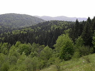 Mediterranean mixed forests in Sjeverni Velebit National Park, Croatia. / ©: WWF / Gérald HIBON Mediterranean mixed forests in Sjeverni Velebit National Park, Croatia. / ©: WWF / Gérald HIBON