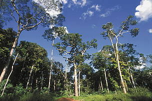 Rainforest, Pando, Bolivia. / ©: WWF-Canon / Eduardo RUIZ Rainforest, Pando, Bolivia. / ©: WWF-Canon / Eduardo RUIZ
