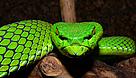 Gumprechts green pitviper Trimeresurus gumprechti 2002 found Greater Mekong wide except Cambodia
© Rene Ries The Gumprechts Green Pitviper is but one of 1068 new species discovered in the Greater Mekong in ...
© Rene Ries