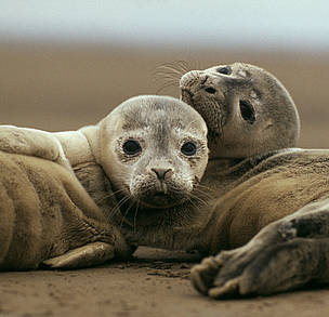 Young common (or harbour) seals (Phoca vitulina). The harbour seal is under severe threat in the ... / ©: WWF / Jan VAN DE KAM Young common (or harbour) seals (<i>Phoca vitulina</i> on sand beach. Wadden Sea, ... / ©: WWF / Jan VAN DE KAM