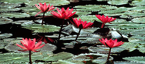 Water lilies (Nymphaea), Hawaii, United States of America.
© WWF / Paul TRUMMER Water lilies (<i>Nymphaea</i>), Hawaii, United States of America. rel=