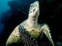 Hawksbills are one of several marine turtles found throughout the Pacific Southwest.
© WWF / Cat Holloway
© WWF / Cat Holloway