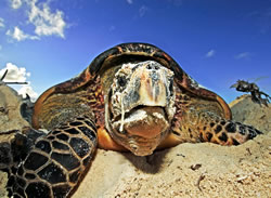 Hawksbill turtle (Eretmochelys imbricata). The metabolism, life cycle, and behaviour of many marine ...
© WWF / Martin HARVEY Hawksbill turtle (<i>Eretmochelys imbricata</i>). The metabolism, life cycle, and ...
© WWF / Martin HARVEY