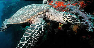 Hawksbill turtles live on coral reefs where their favourite food, sponges, are most plentiful. Fiji.
© WWF / Cat HOLLOWAY Hawksbill turtles live on coral reefs where their favourite food, sponges, are most plentiful. Fiji.
© WWF / Cat HOLLOWAY