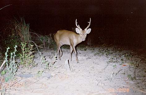 Adult male hog deer from the last known population in Indochina caught by camera trap in Kratie ...
© WWF-GMP / DNCP / FA Cambodia rel=