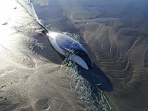 Hector's and Maui's dolphins, unable to detect the fine mesh of fishing nets, become entangled and ...
© Martin Abel Hector's dolphin entangled
© Martin Abel