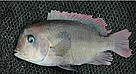 Heterochromis multidens, Cichlid (Cichlidae) family. Congo River.
© John P. Friel (used with kind permission) DO NOT USE THIS IMAGE. WWF ONLY HAS SINGLE-USE RIGHTS FROM THE PHOTOGRAPHER FOR THIS SHOT.
© John P. Friel (used with kind permission)