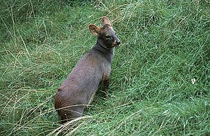 Ranging from 60-85cm in length, the pudu may be the tiniest deer in the world.
© Chris Martin Bahr / WWF
© Chris Martin Bahr / WWF