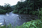 Tropical Rain Forest. Vegetation on riverbank - moist forest of the Western Congo Basin at the edge of Minkebe Reserve. Gabon