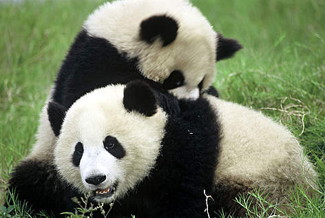Giant Panda
© WWF rel=