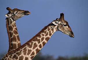 Giraffes are also found throughout the Miombo Woodlands region. © Martin HARVEY / WWF Giraffes are also found throughout the Miombo Woodlands region.